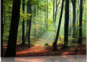 Nature Wall Art Forest Art Canvas Wall Decor Green Tree Canvas Print Artwork Decor for Living Room